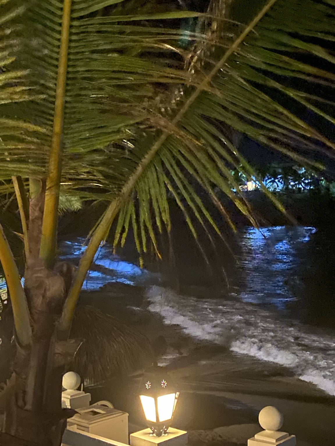 Palm trees beside the beach at night