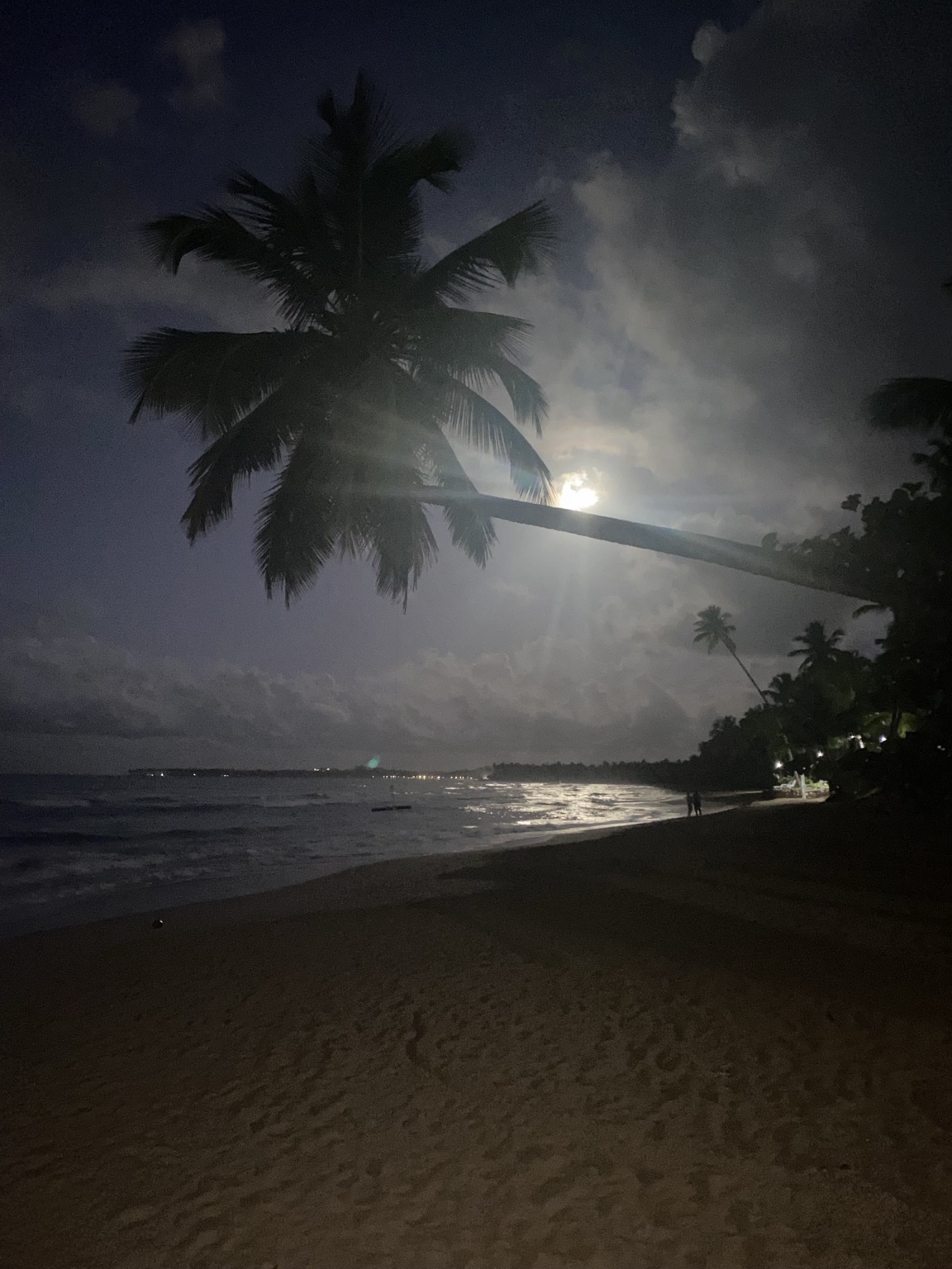 Palm trees silhouetted beneath a bright moon